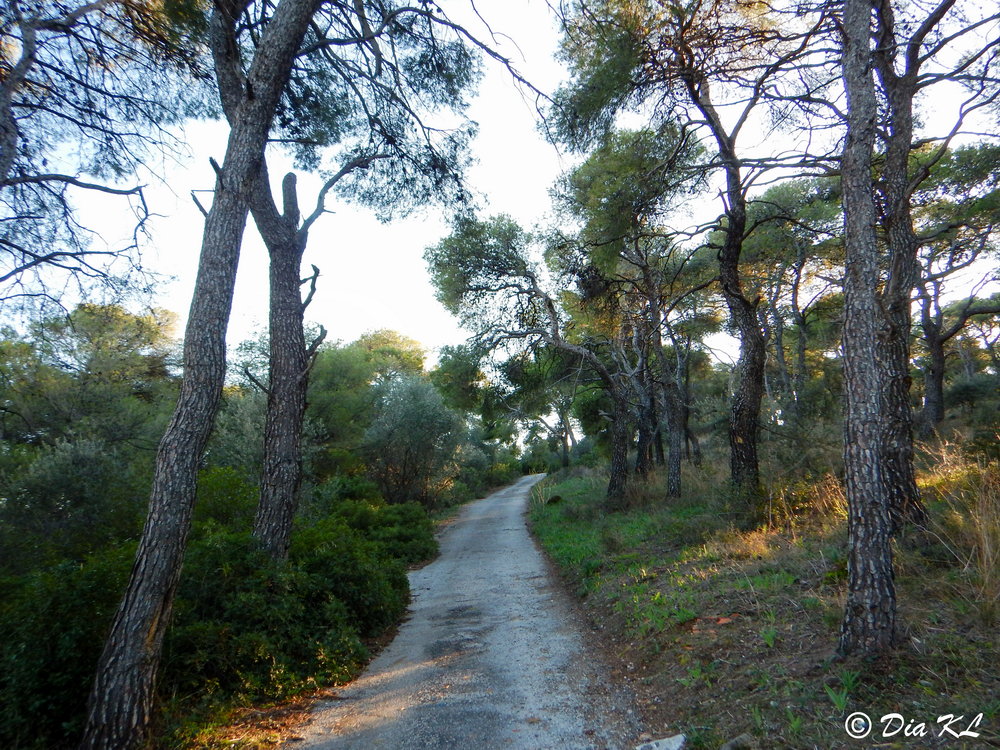 Path through pine forest leading to the abandoned Levidi villa. Athens Greece.